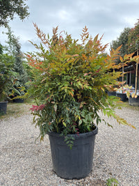 Himmelsbambus / Nandina domestica 'obsessed'