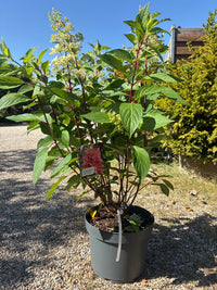 Rispenhortensie / Hydrangea paniculata 'Pinky Winky'