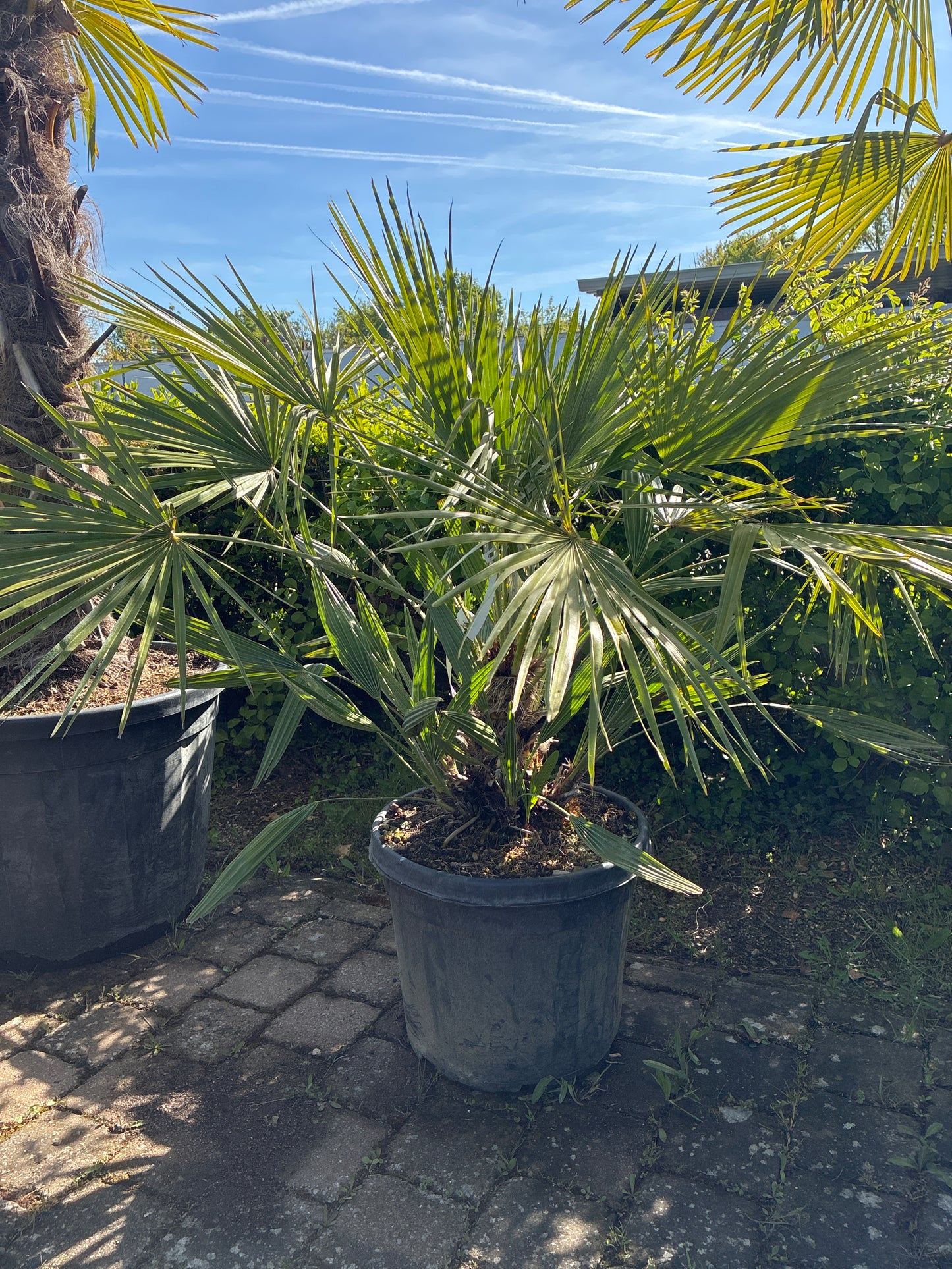 Zwergpalme / Chamaerops humilis
