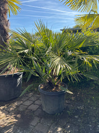 Zwergpalme / Chamaerops humilis
