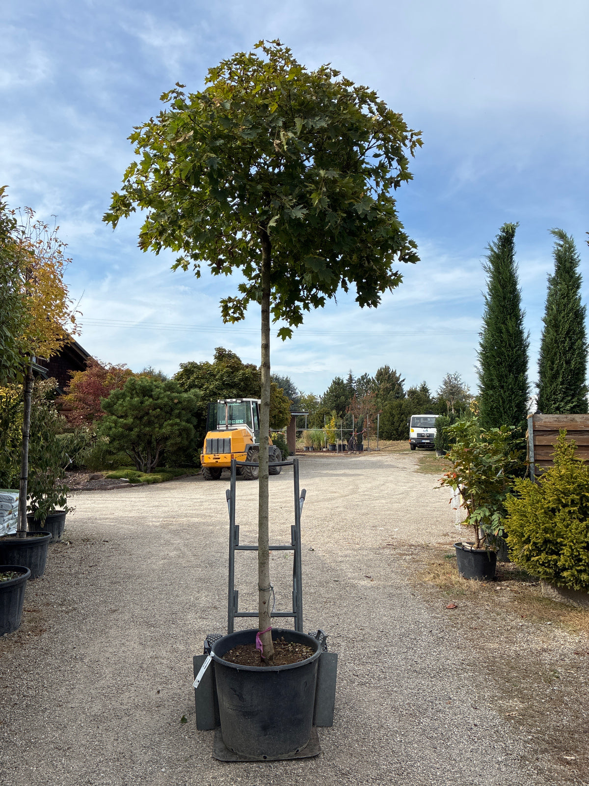 Kugelahorn 'Globosum' / Acer platanoides 'Globosum', Stamm