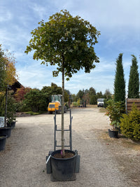 Kugelahorn 'Globosum' / Acer platanoides 'Globosum', Stamm