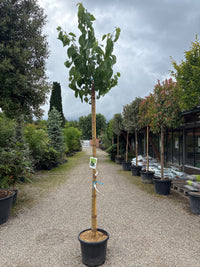 Schwarzer Maulbeerbaum / Morus nigra 'wellington'