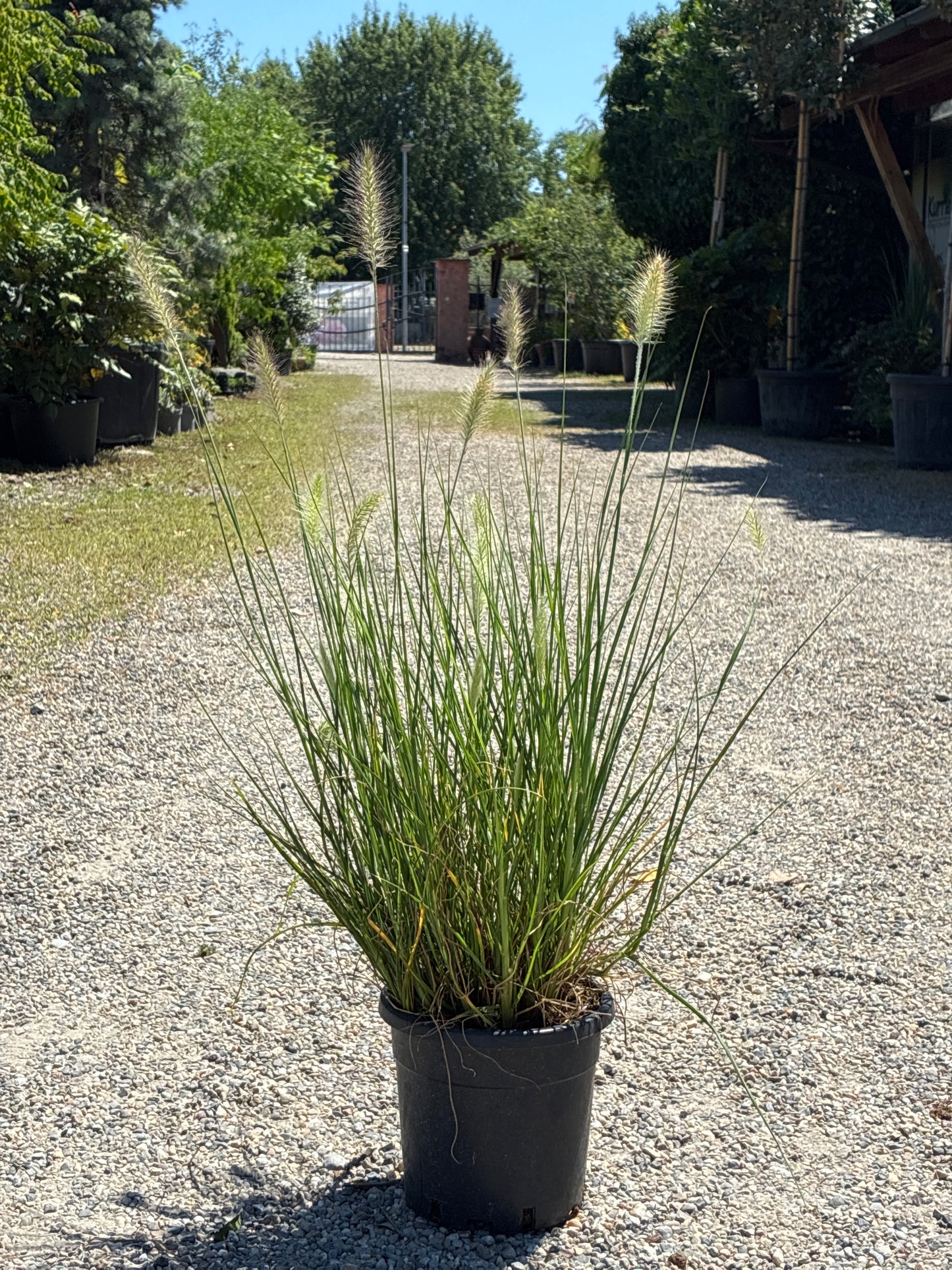 Garten-Federborstengras 'Hameln' / Pennisetum alopecuroides 'Hameln'