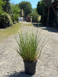 Garten-Federborstengras 'Hameln' / Pennisetum alopecuroides 'Hameln'