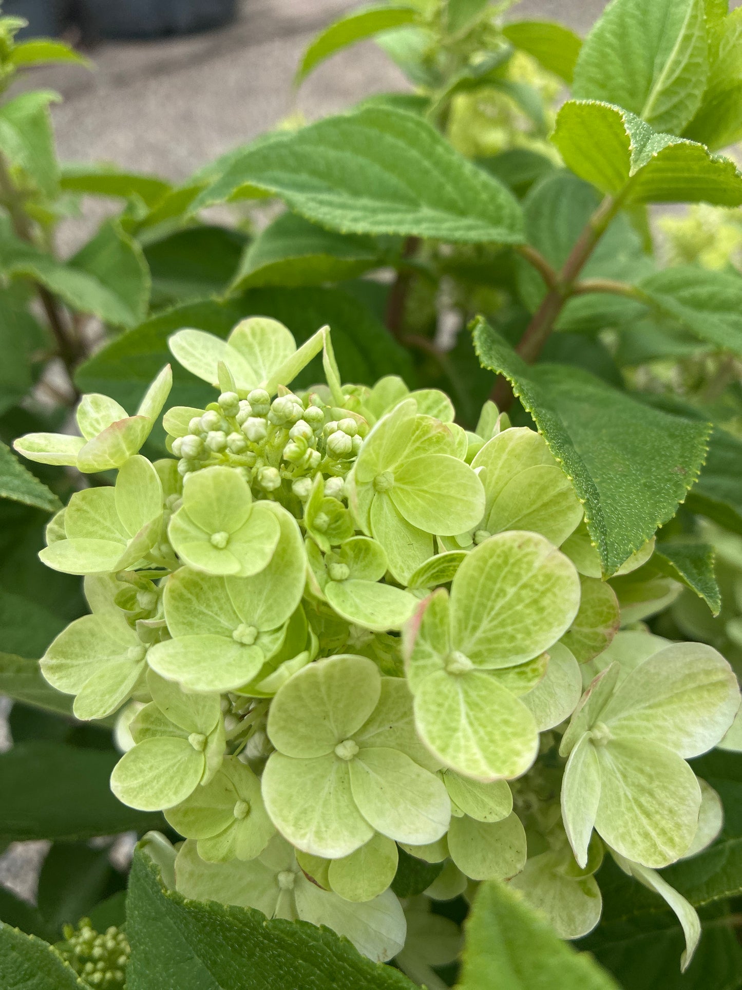 Rispenhortensie / Hydrangea paniculata 'Panflora'
