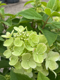 Rispenhortensie / Hydrangea paniculata 'Panflora'
