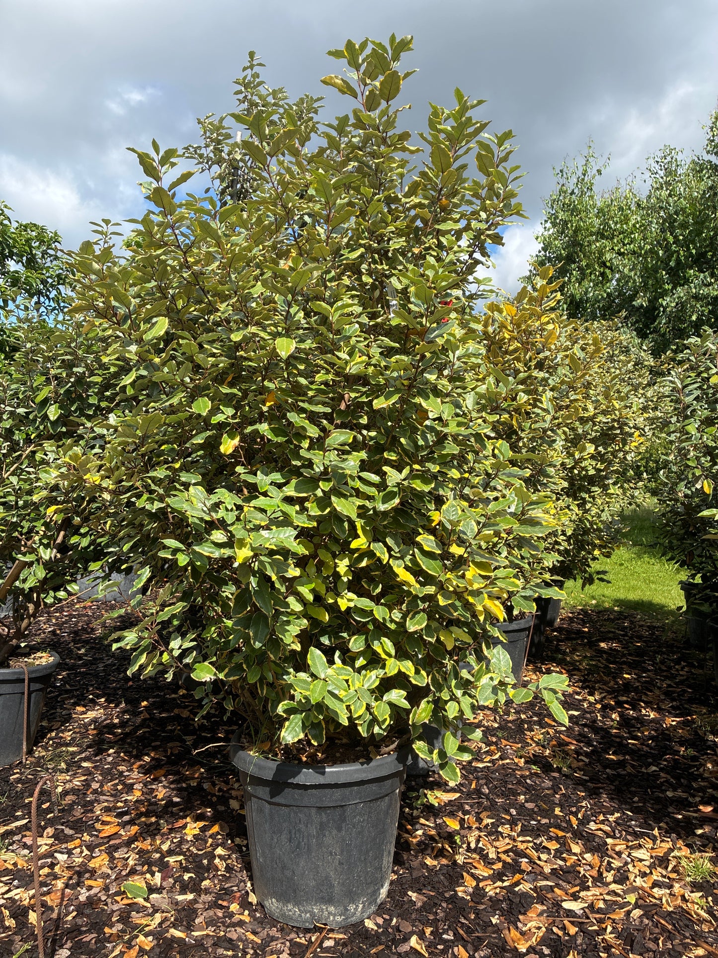 Immergrüne Ölweide 'Viveleg' / Elaeagnus x ebbingei 'Viveleg'