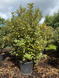 Immergrüne Ölweide 'Viveleg' / Elaeagnus x ebbingei 'Viveleg'