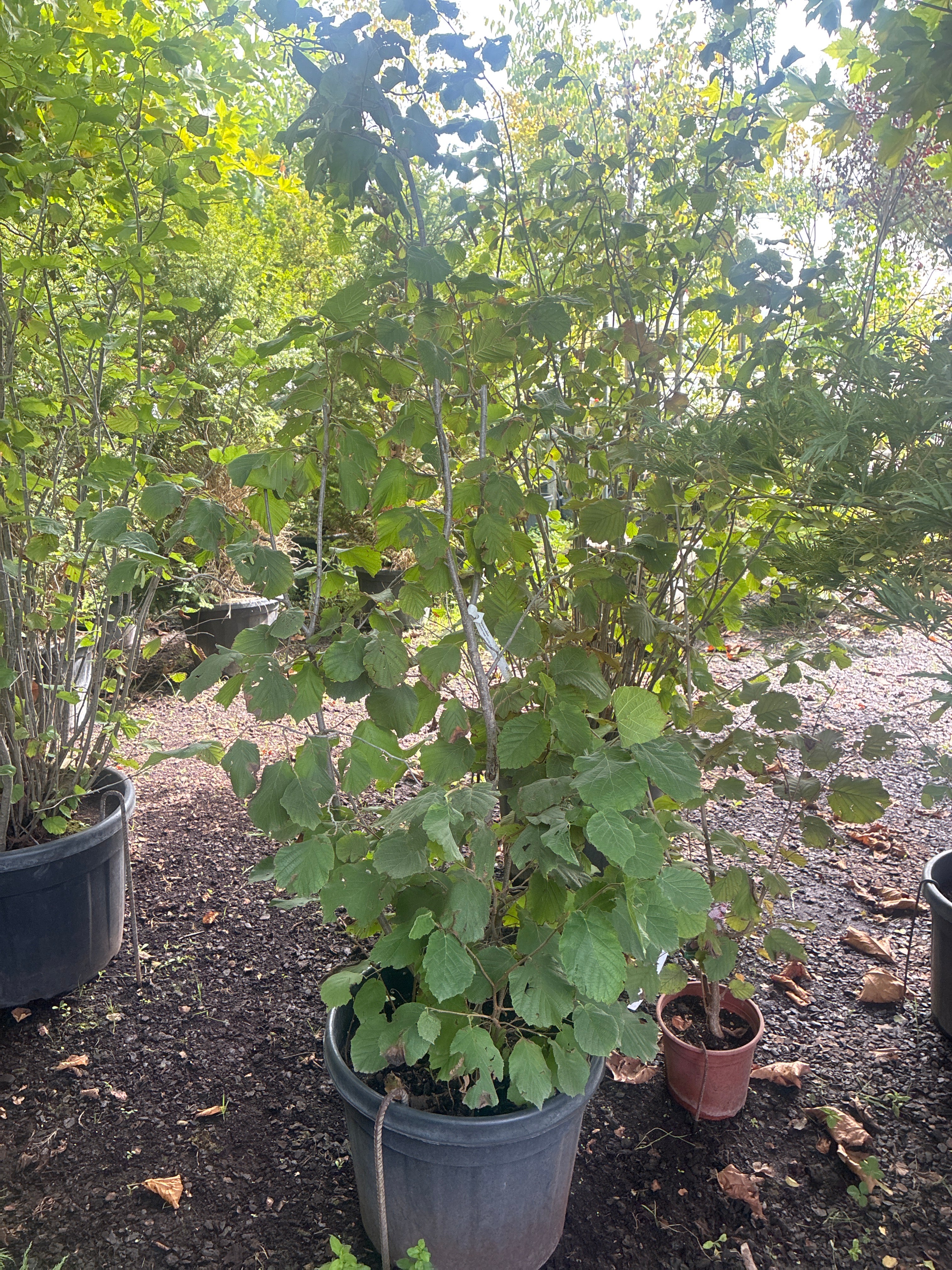 Haselnuss / Corylus avellana