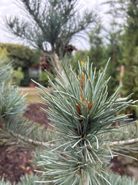 Blaue Mädchenkiefer 'Negishi' / Pinus parviflora 'Negishi'