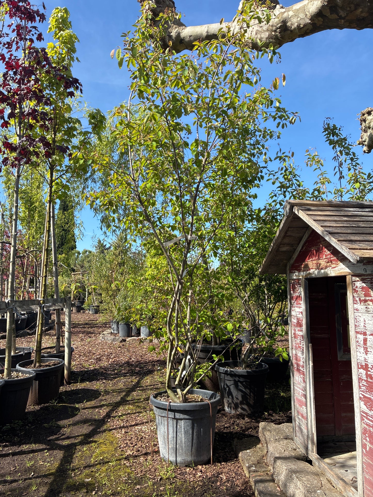 Kupfer-Felsenbirne / Amelanchier lamarckii