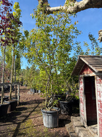 Kupfer-Felsenbirne / Amelanchier lamarckii