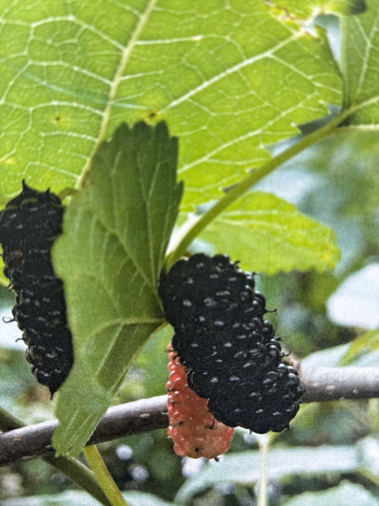 Schwarzer Maulbeerbaum / Morus nigra 'wellington'