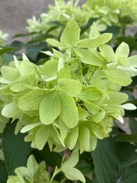 Rispenhortensie / Hydrangea paniculata ‘Skyfall’