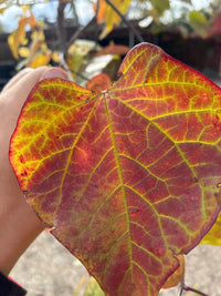 Rotlaubiger Hänge-Judasbaum / Cercis canadensis 'ruby falls'