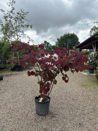Judasbaum / Cercis Canadensis 'Forest Pansy'