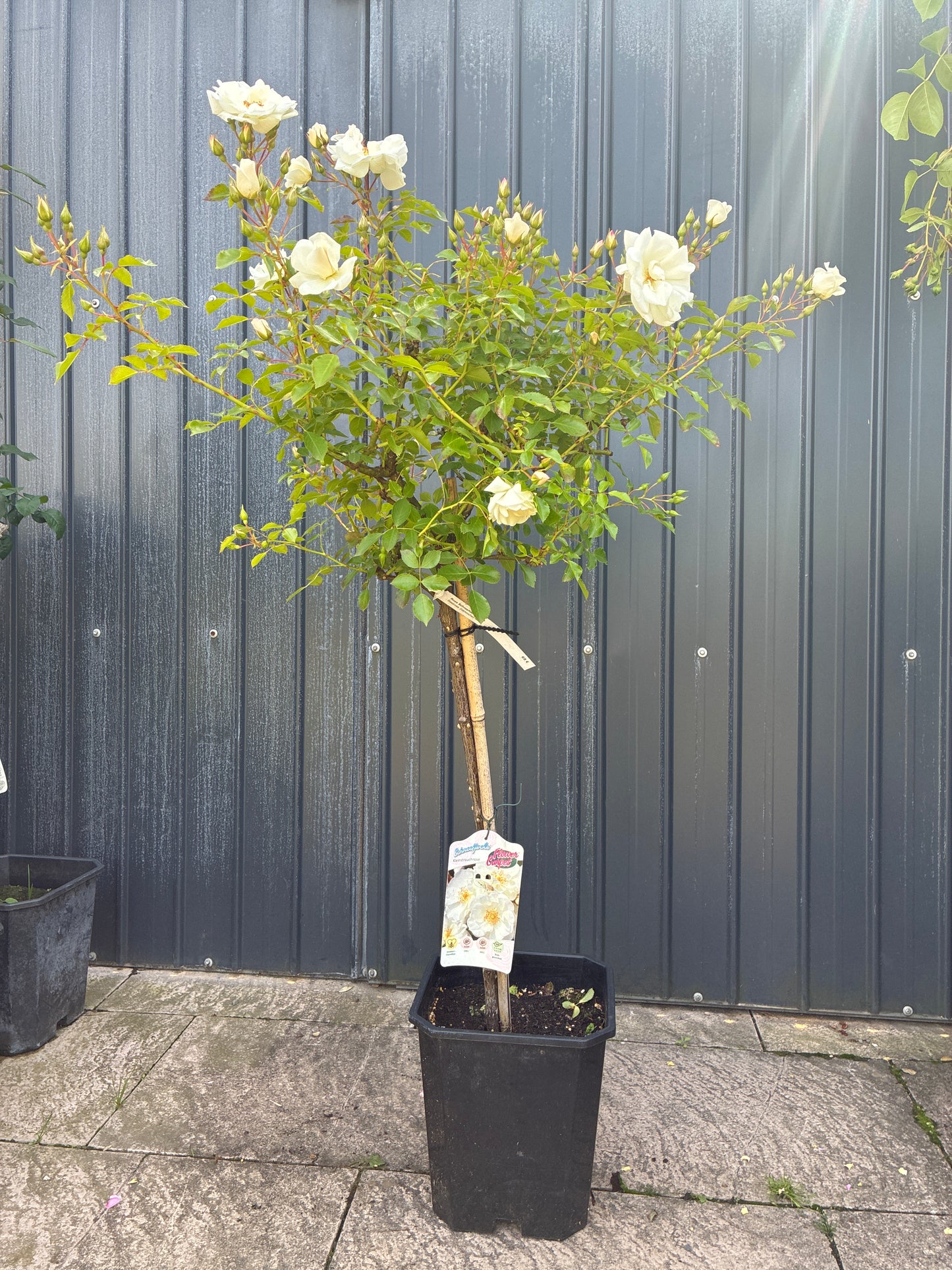 Kleinstrauchrose 'Schneeflocke'® / Rosa 'Schneeflocke'®