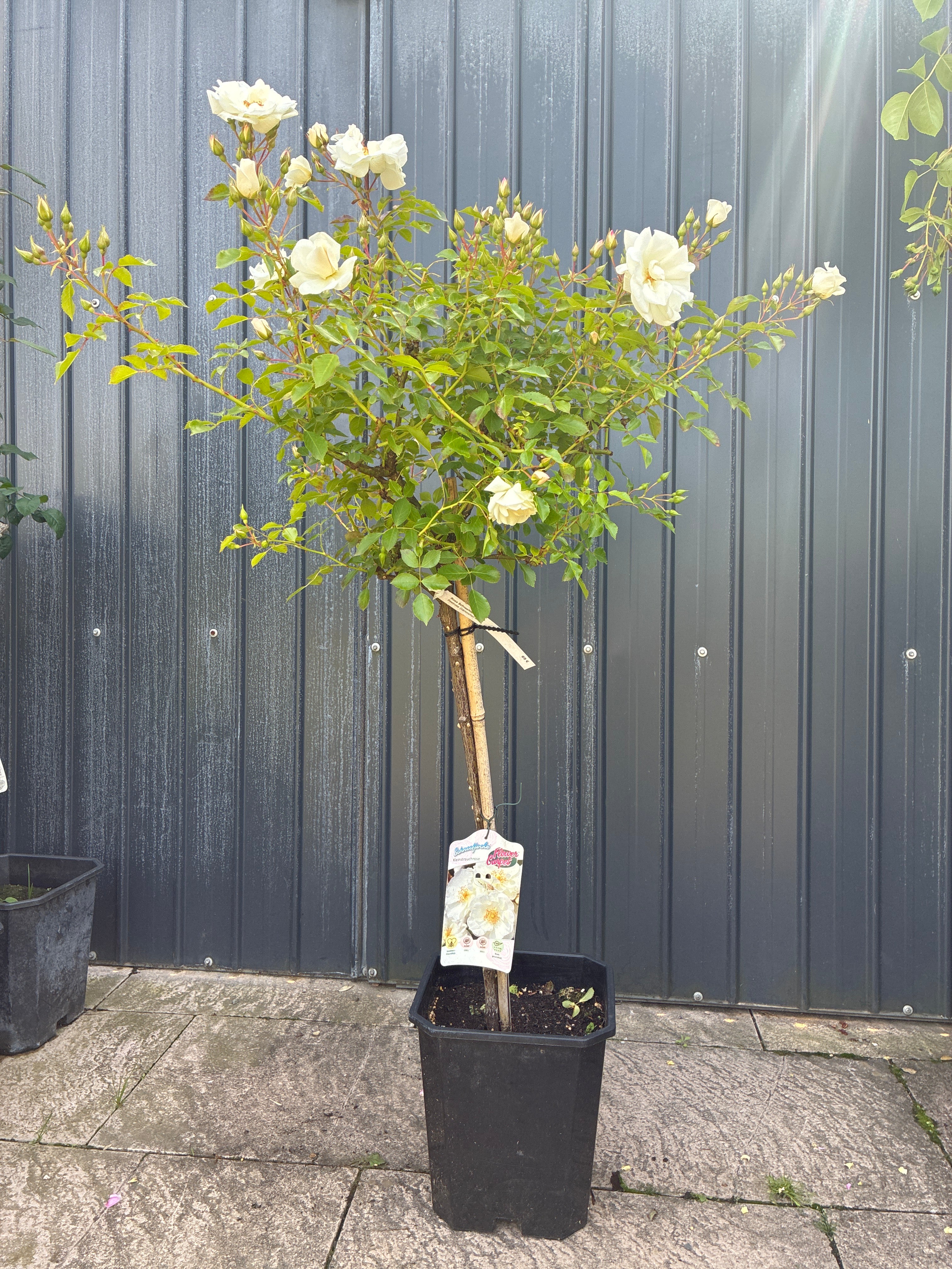 Kleinstrauchrose 'Schneeflocke'® / Rosa 'Schneeflocke'®