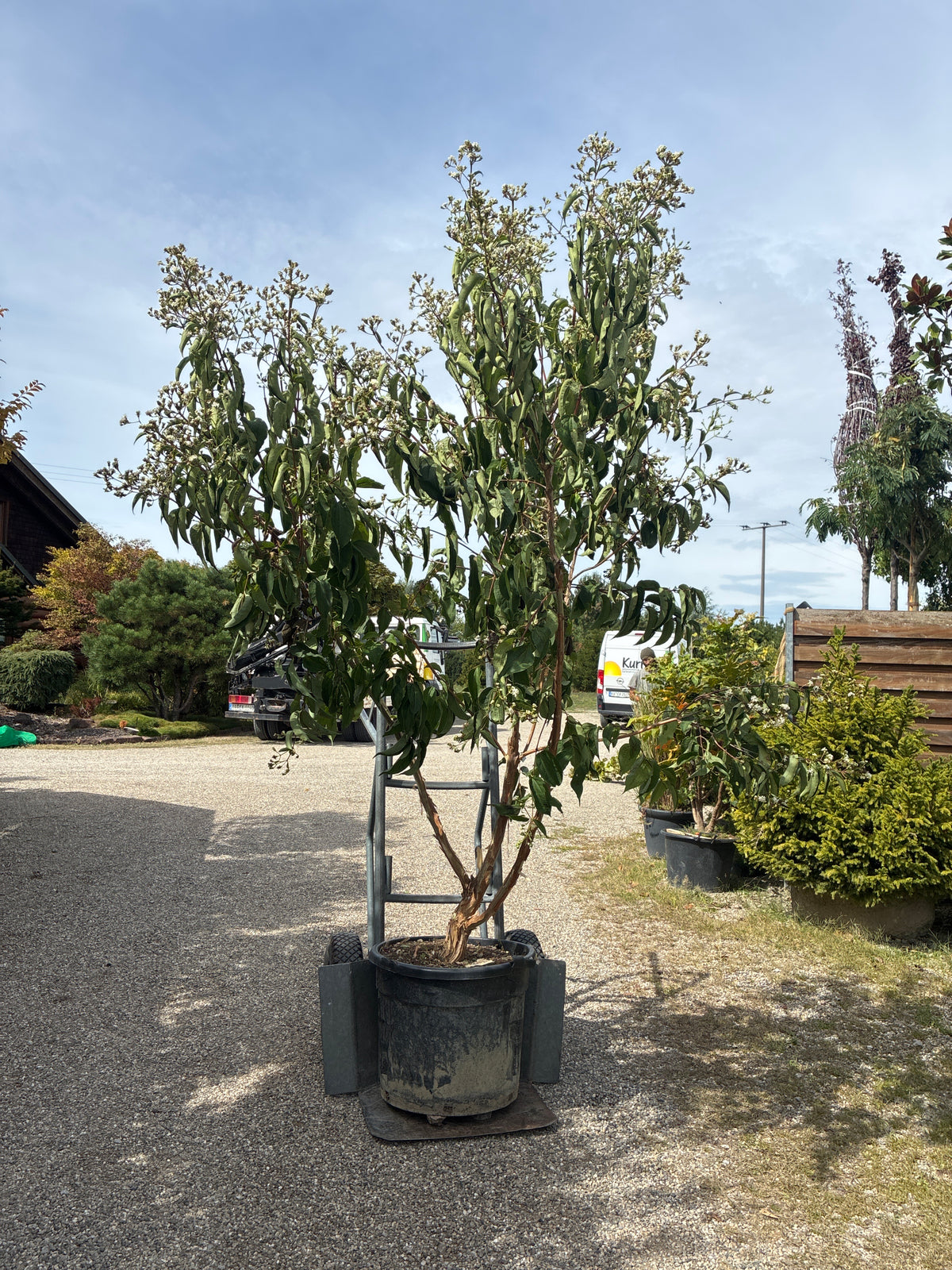 Sieben-Söhne-des-Himmels-Strauch / Heptacodium miconioides