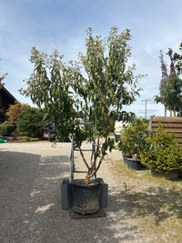 Sieben-Söhne-des-Himmels-Strauch / Heptacodium miconioides