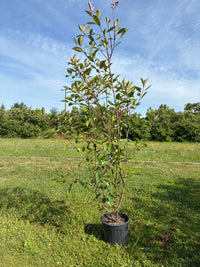 Glanzmispel 'Red Robin' / Photinia fraseri 'Red Robin'