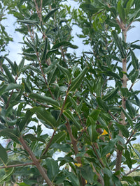 Granatapfel / Punica granatum