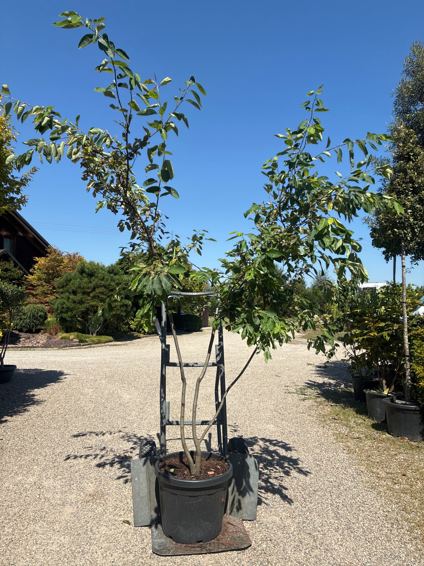 Kupfer-Felsenbirne / Amelanchier lamarckii