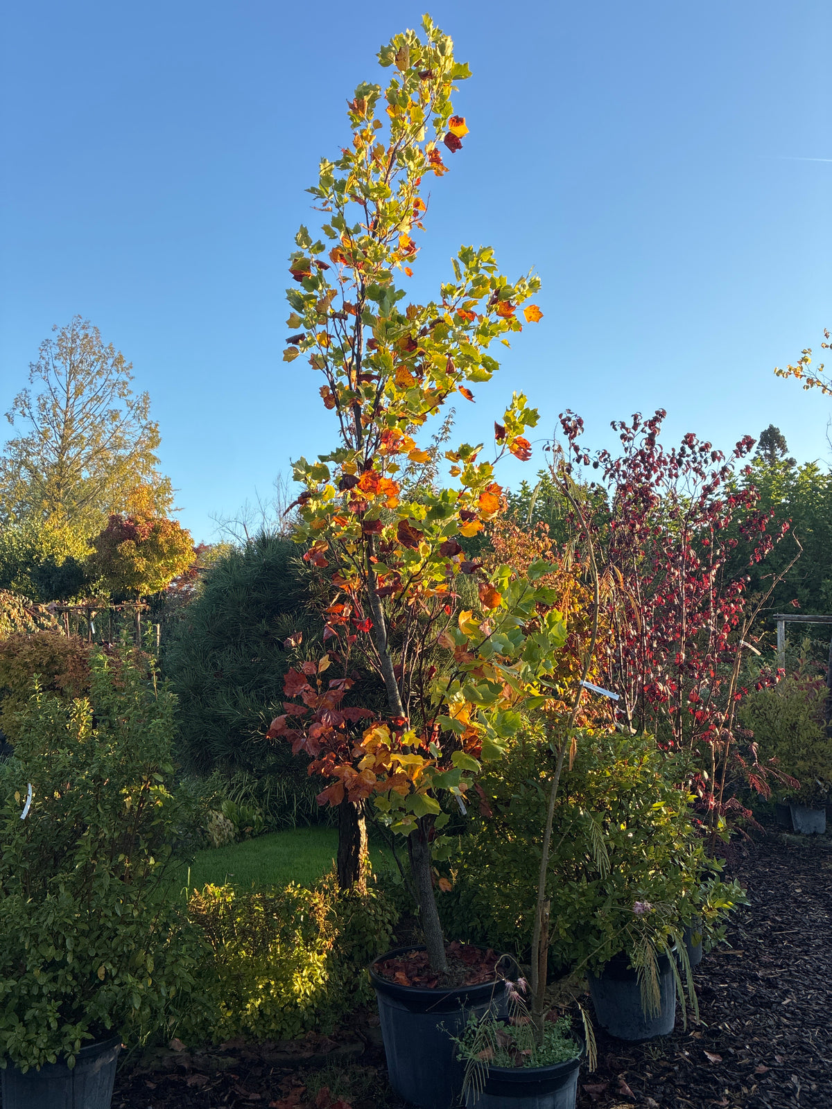 Säulen-Tulpenbaum / Liriodendron tulipifera 'Fastigiatum'