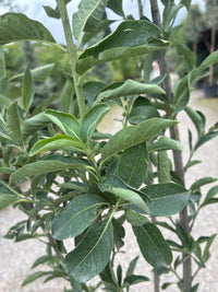 Pfaffenhütchen / Euonymus europaeus