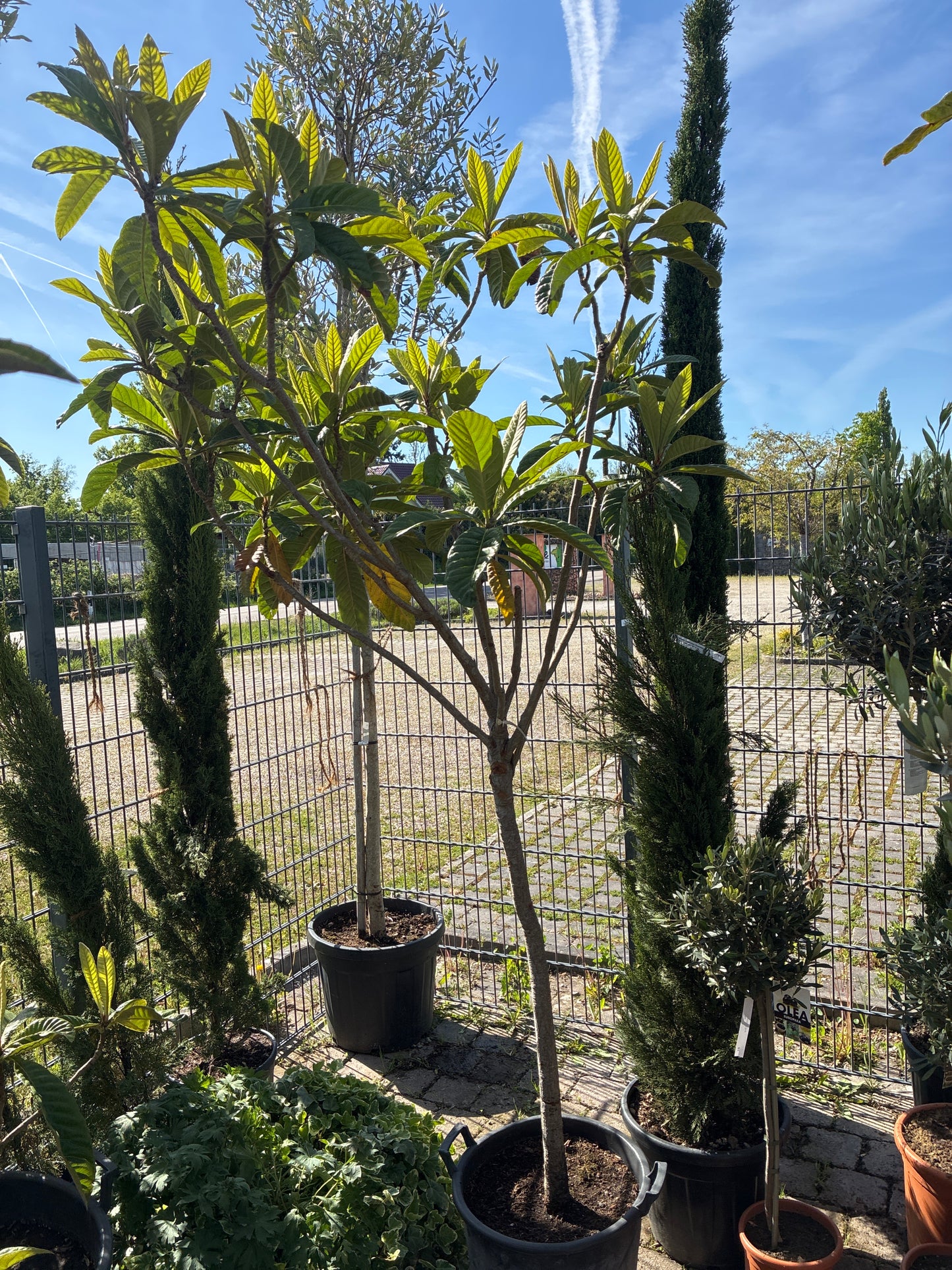 Wollmispel / Eriobotrya japonica