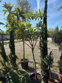 Wollmispel / Eriobotrya japonica