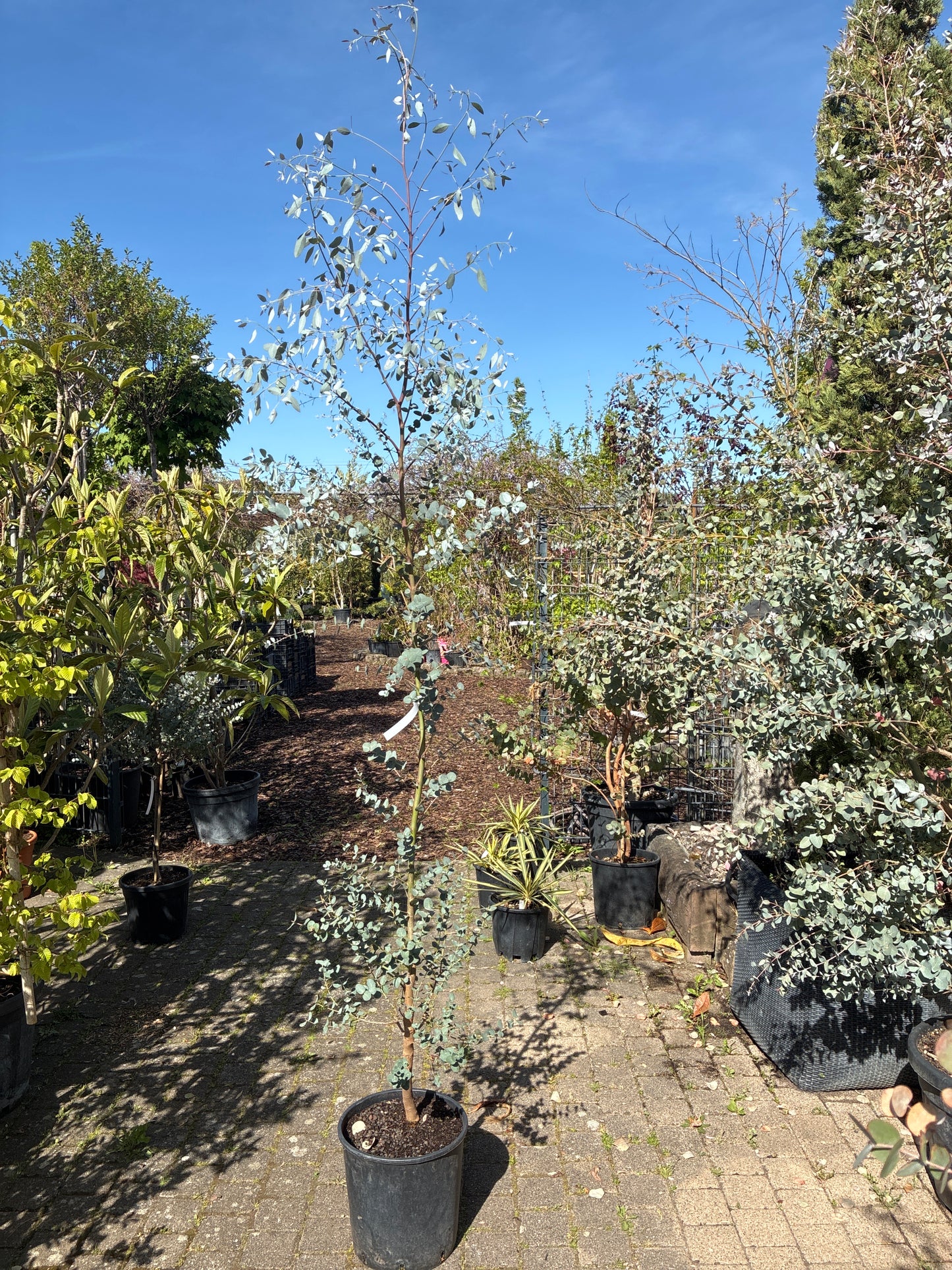 Echter Eukalyptus / Eucalyptus gunnii