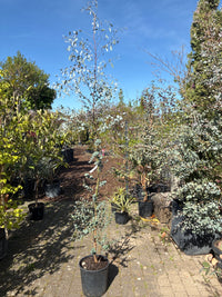 Echter Eukalyptus / Eucalyptus gunnii