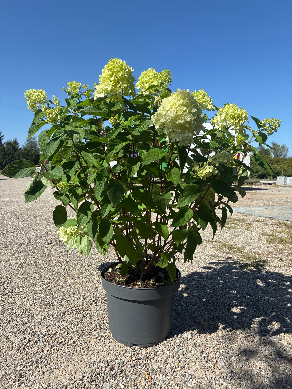 Rispenhortensie / Hydrangea paniculata 'Limelight'