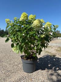 Rispenhortensie / Hydrangea paniculata 'Limelight'
