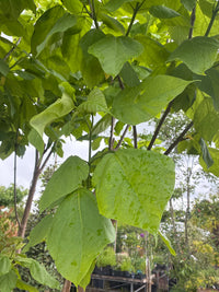 Trompetenbaum / Catalpa bignonioides