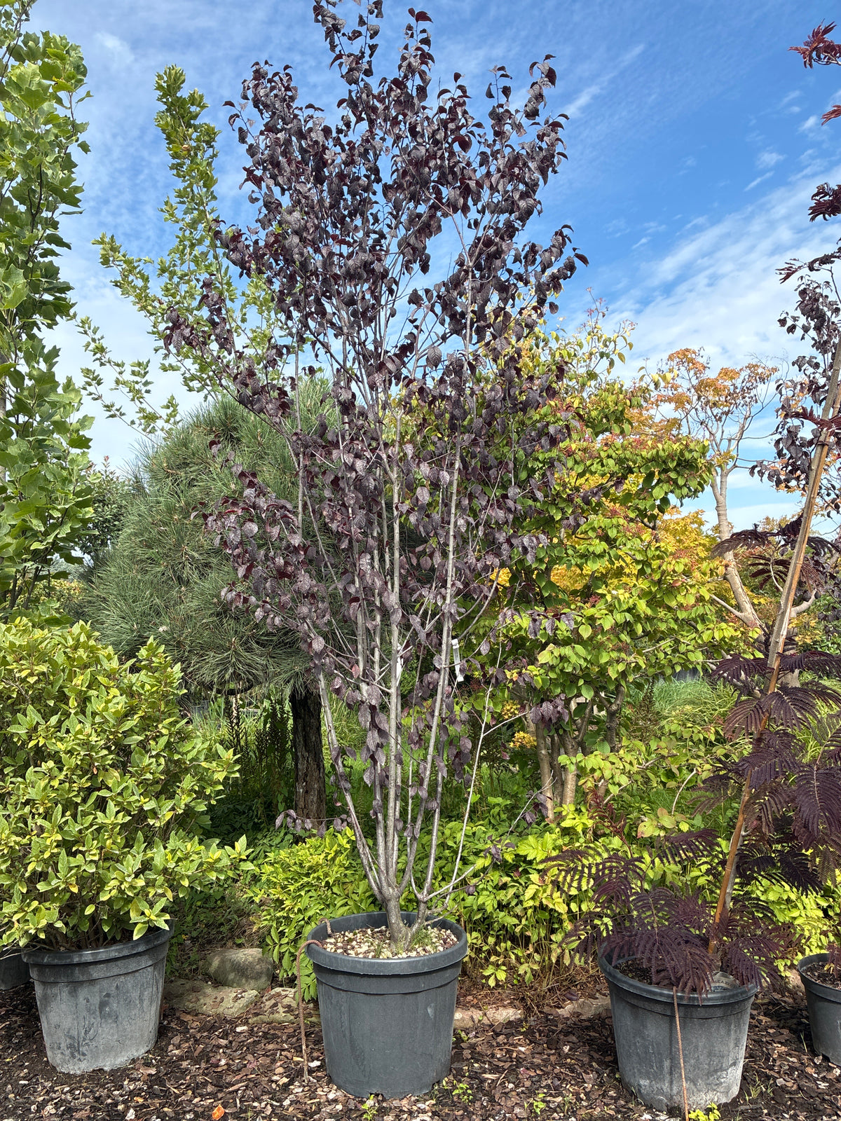 Blutpflaume 'Nigra' / Prunus cerasifera 'Nigra'