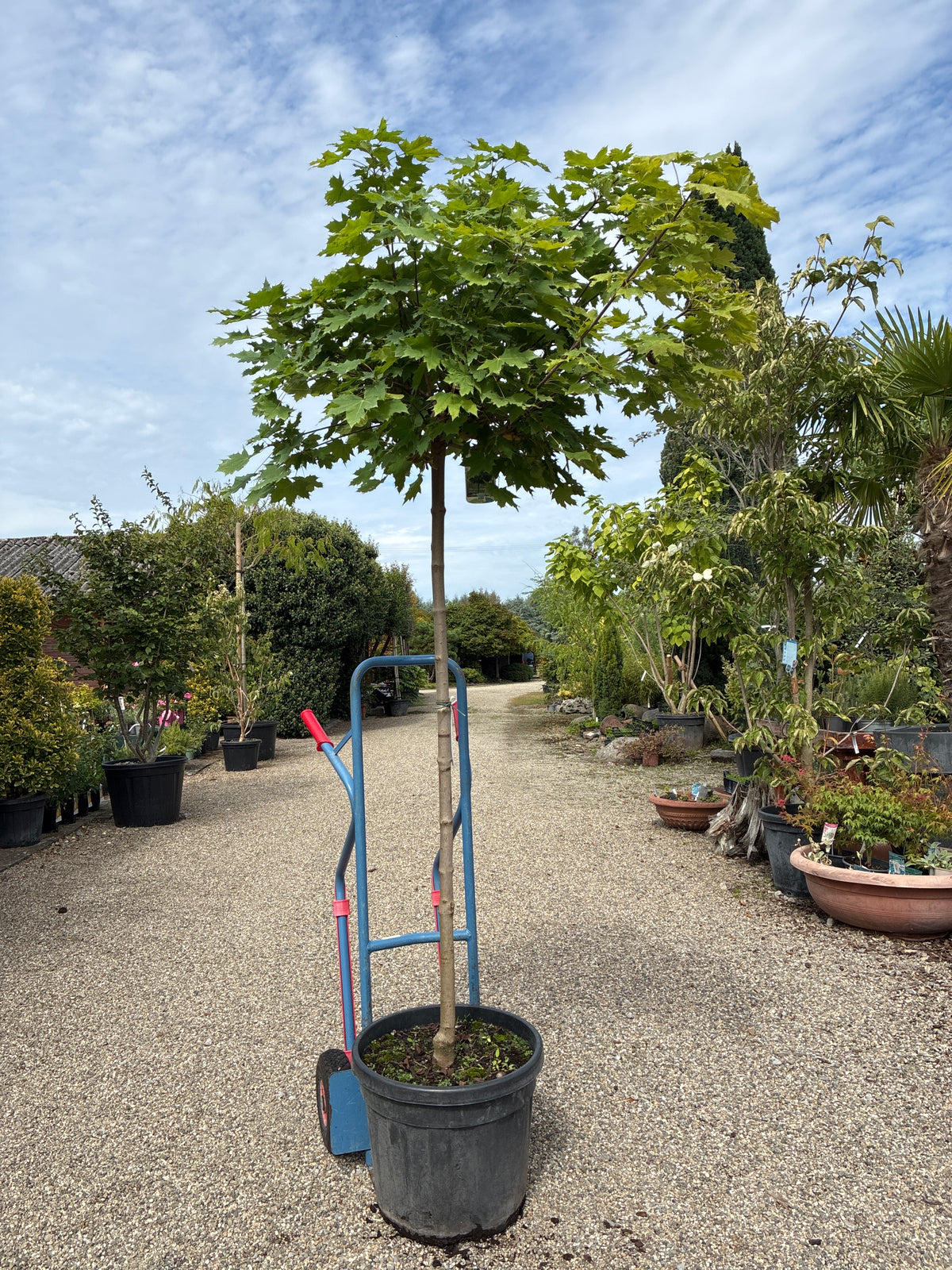 Kugelahorn 'Globosum' / Acer platanoides 'Globosum', Stamm