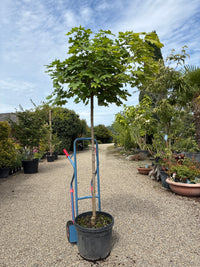 Kugelahorn 'Globosum' / Acer platanoides 'Globosum', Stamm