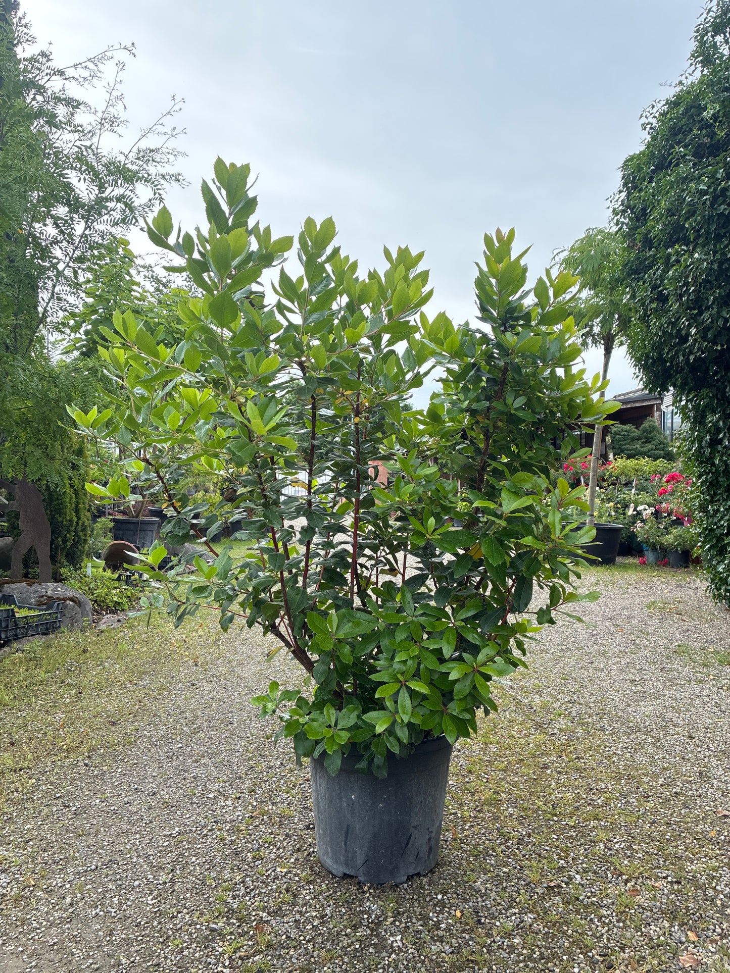 Westlicher Erdbeerbaum / Arbutus unedo