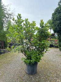 Westlicher Erdbeerbaum / Arbutus unedo