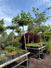 Maulbeerbaum 'Fruitless' / Morus alba 'Fruitless'