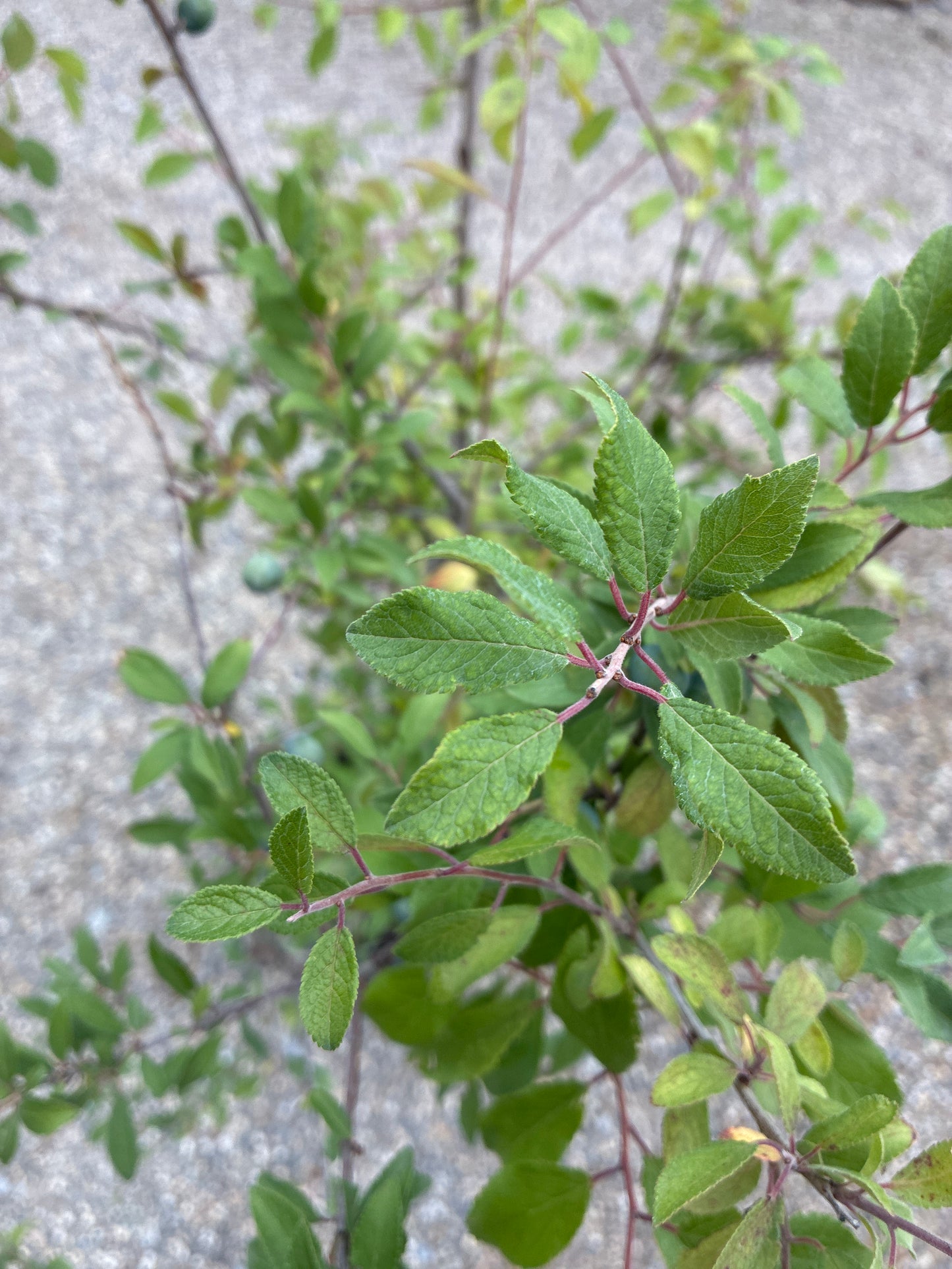 Schlehe Schwarzdorn / Prunus Spinos