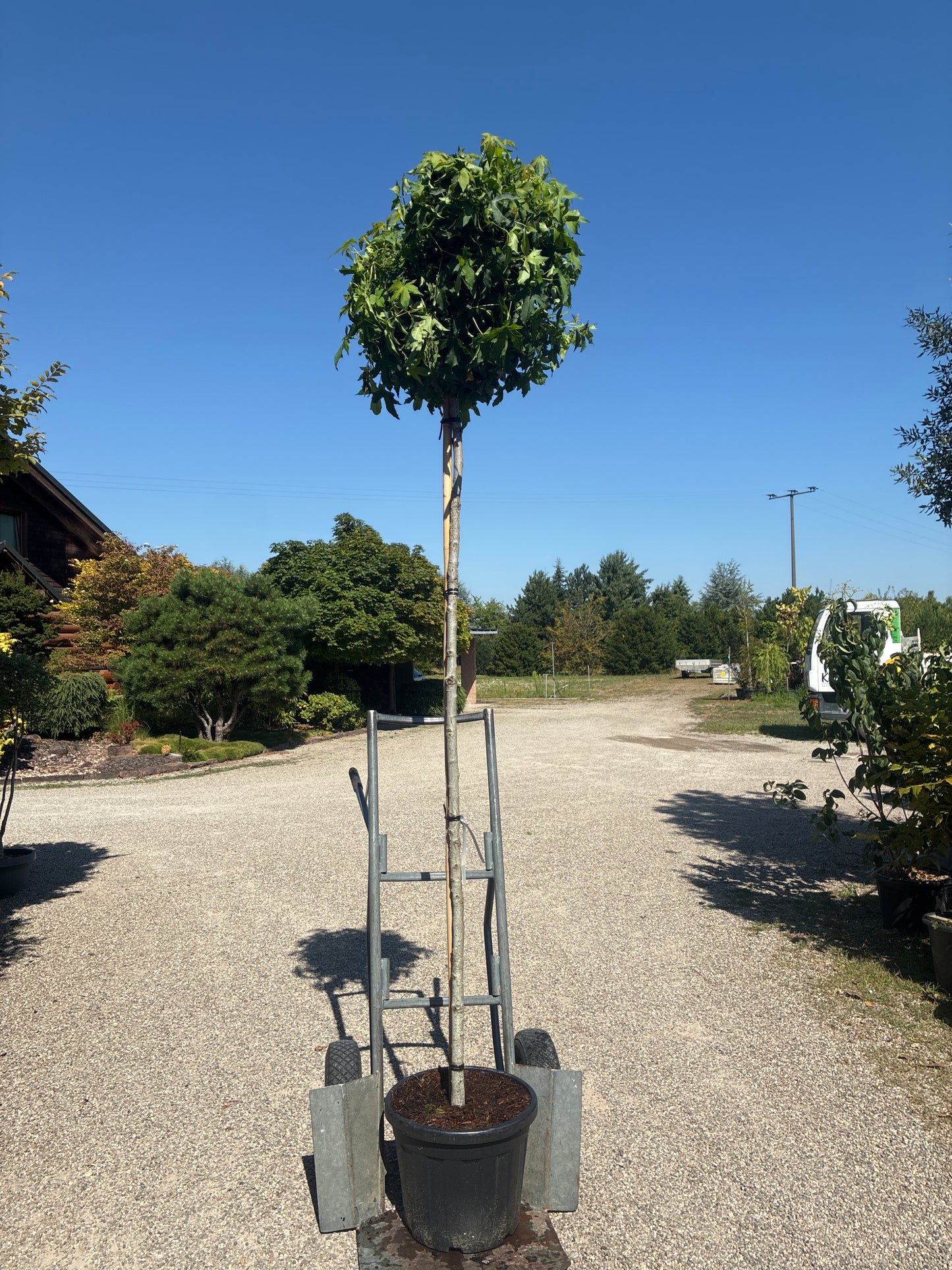 Kugel-Amberbaum 'Gum Ball' / Liquidambar styraciflua 'Gum Ball'