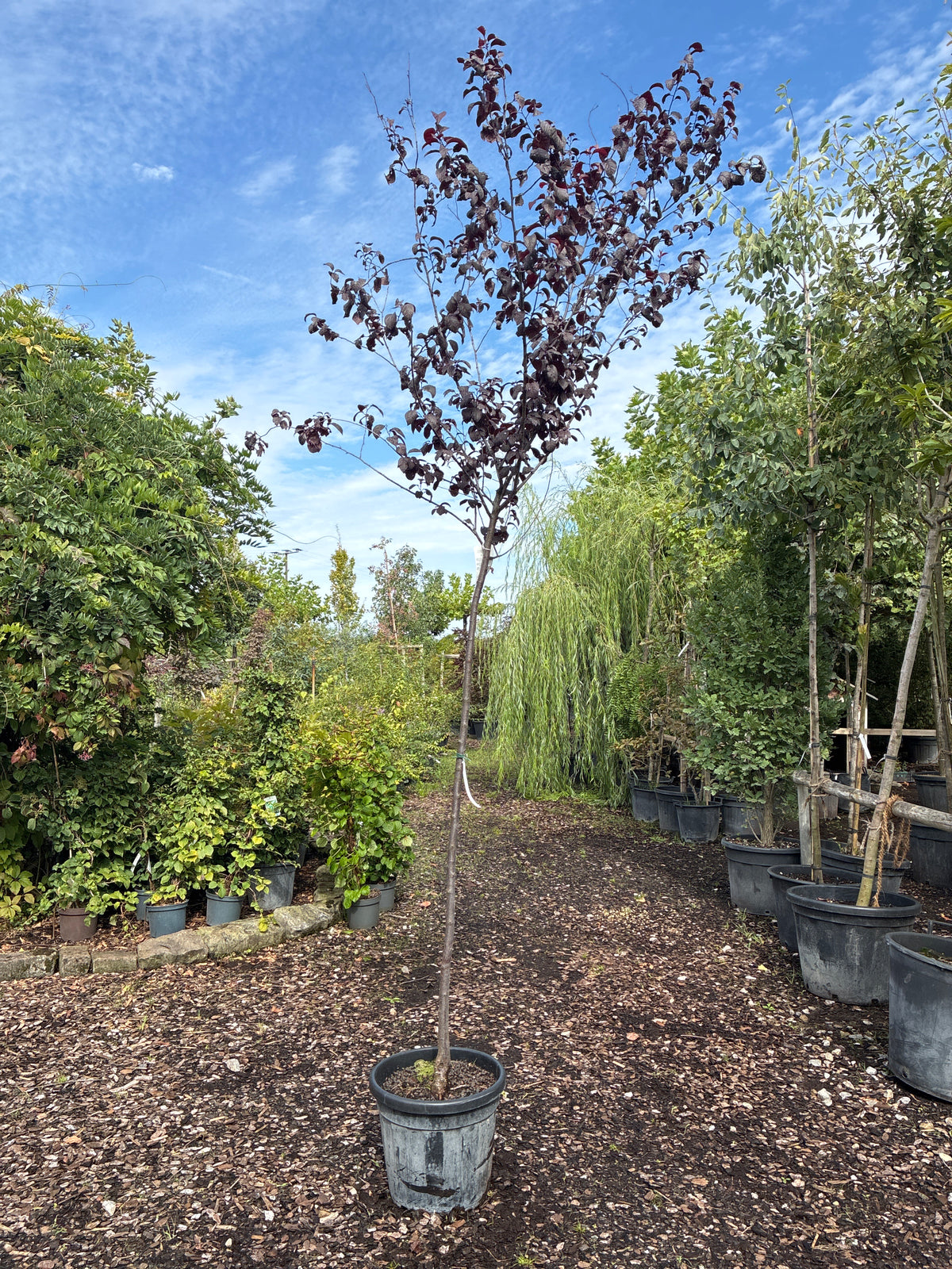 Blutpflaume 'Nigra' / Prunus cerasifera 'Nigra'
