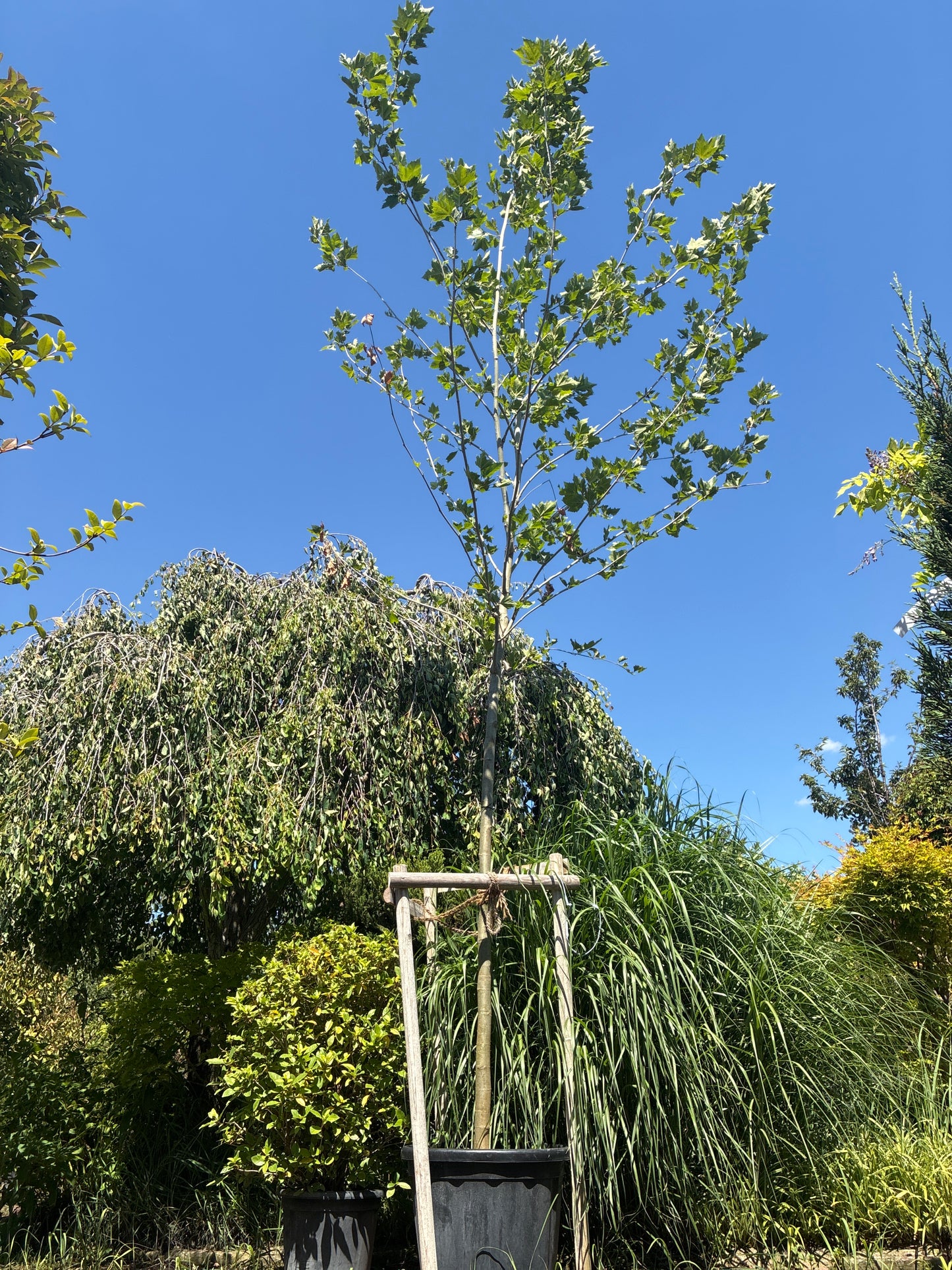Ahornblättrige Platane / Platanus x hispanica, Stamm und Dachplatane