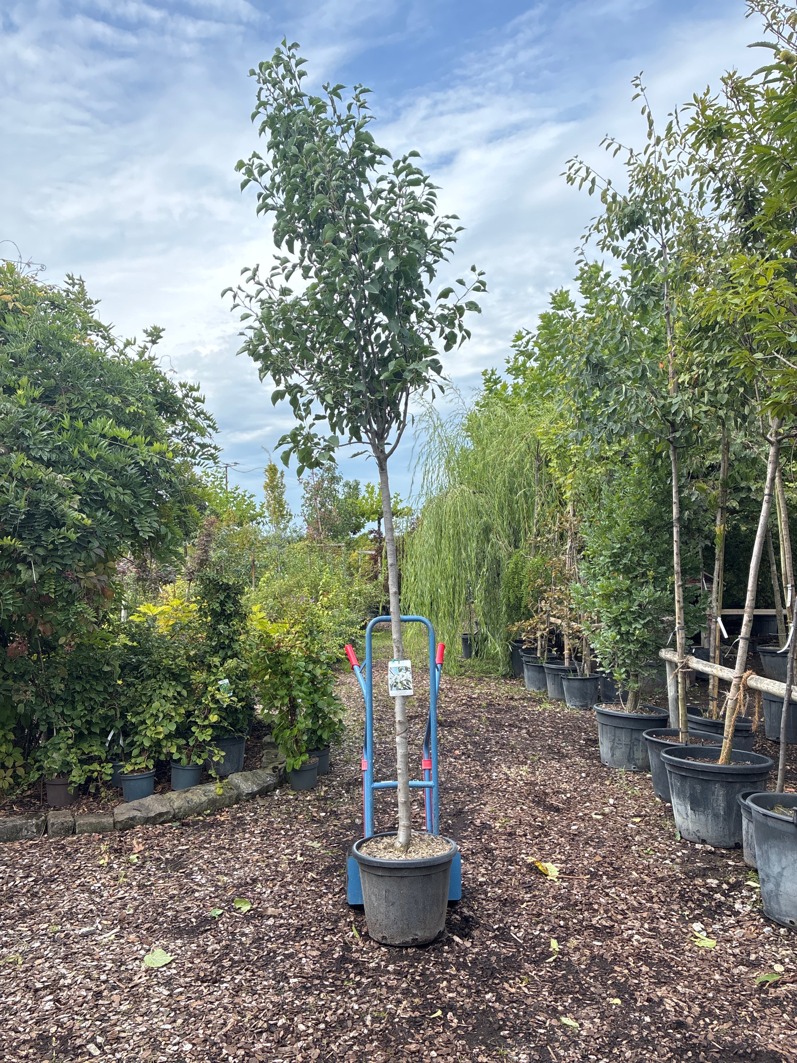 Chinesische Birne 'Chanticleer' / Pyrus calleryana 'Chanticleer'