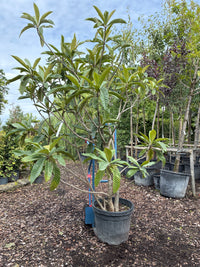 Wollmispel / Eriobotrya japonica