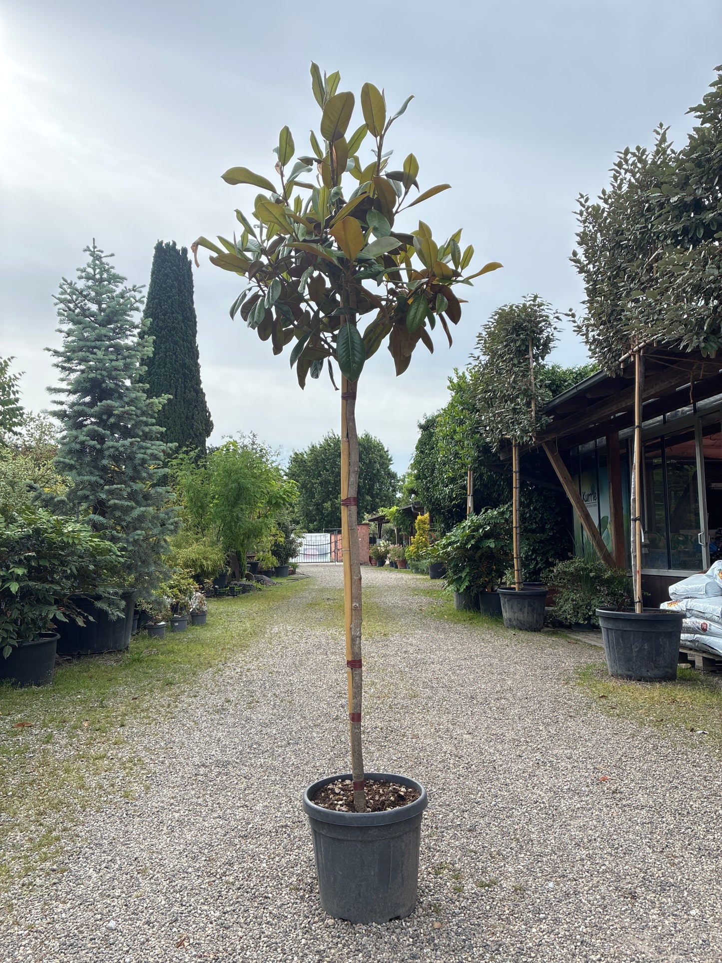 Immergrüne Magnolie / Magnolia grandiflora